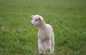 lamb, the sheep, animal-7831574.jpg